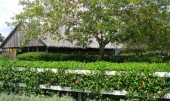 1-bedroom/2-bed apartment Guavaberry Golf Club